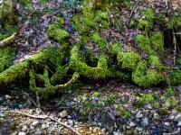 Moosbedecktes Wurzelwerk am Frillenseebach Ufer